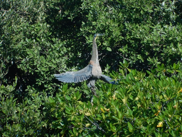 Isla de Pájaros