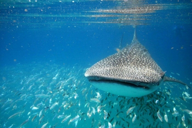 gran tiburón ballena