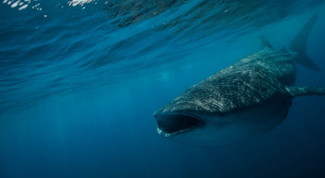 hermoso tiburón