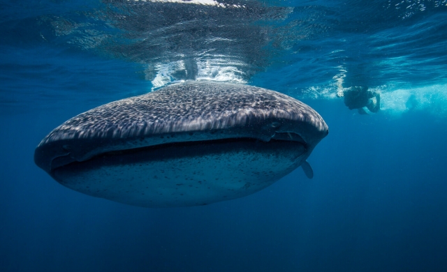 Nado con tiburón