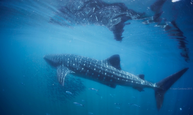 tiburón ballena en la isla