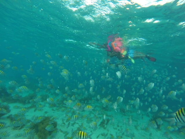 Nadando con peces