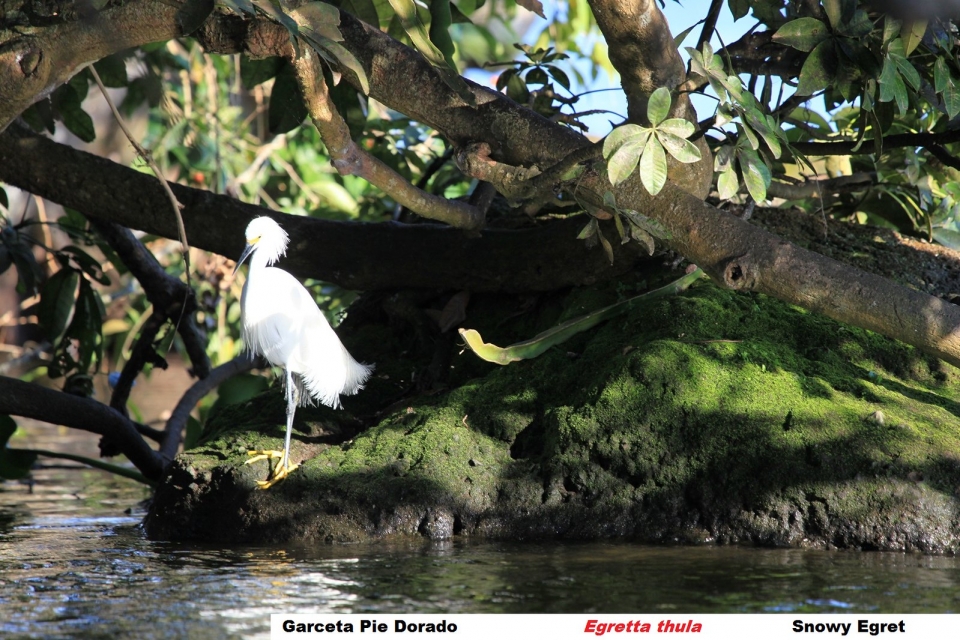 Isla Garzas