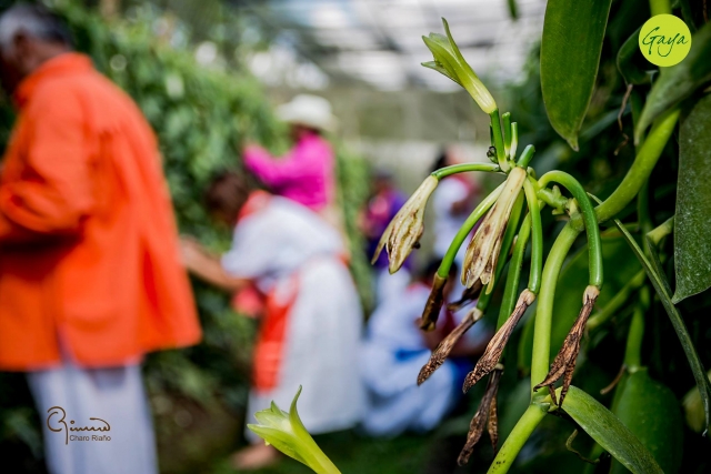 Procesadora de vainilla