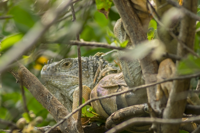Encontrando iguanas