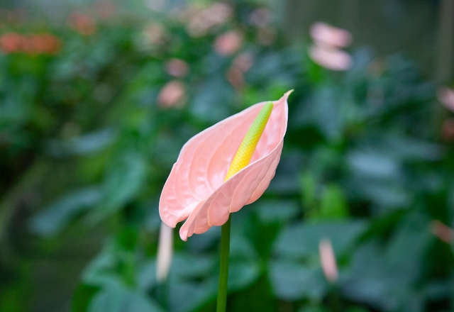 Preciosa flor