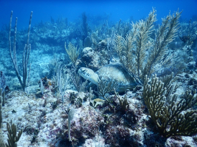 tortuga marina