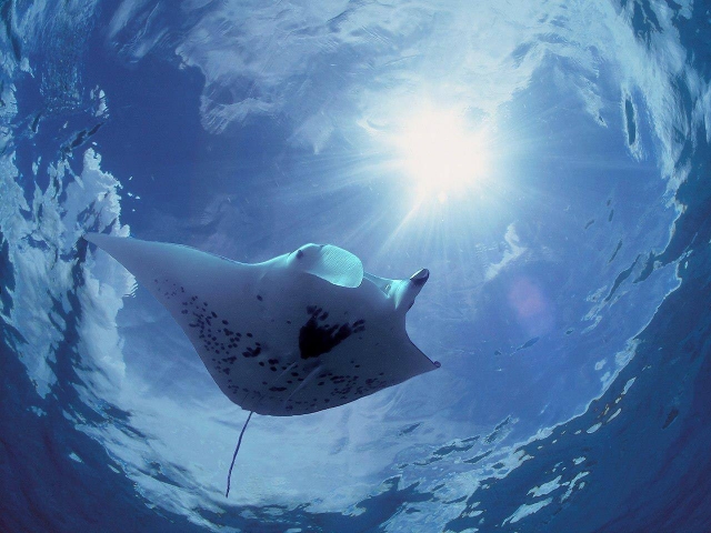 mantarraya