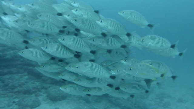 Pecererererereres tropicaleres