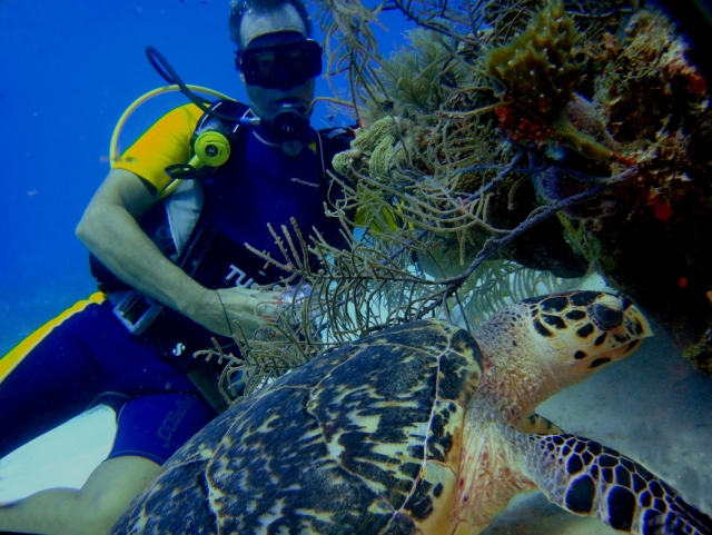 Descubre las especiererererereres que habitan en el mar 