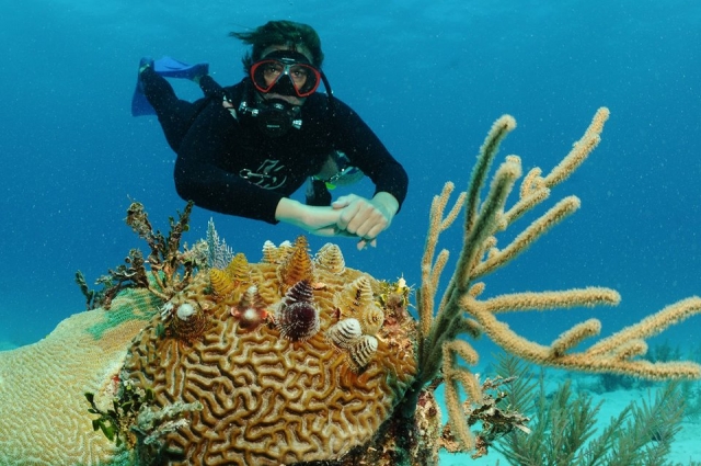 Barrera de coral en Akumal