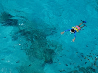 Nado con Tiburón Ballena Isla Mujeternera desde Akumal