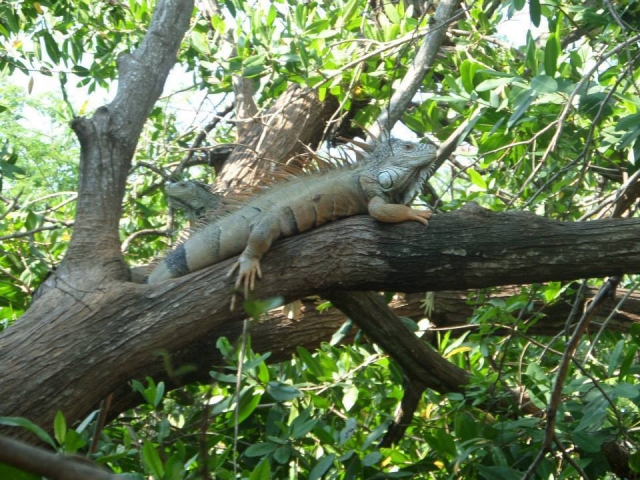 Encontrando iguanas