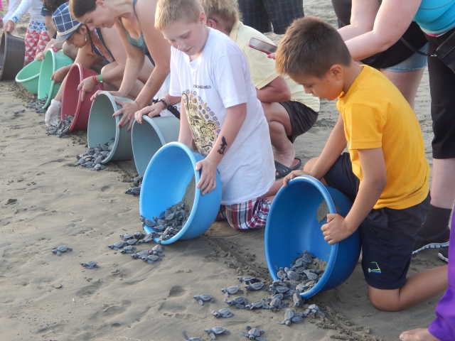 tortuguitas marinas
