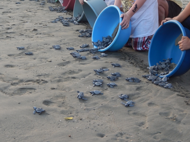 Soltando tortuguitas