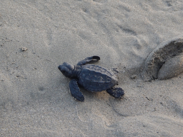 LIBERACION DE TORTUGAS