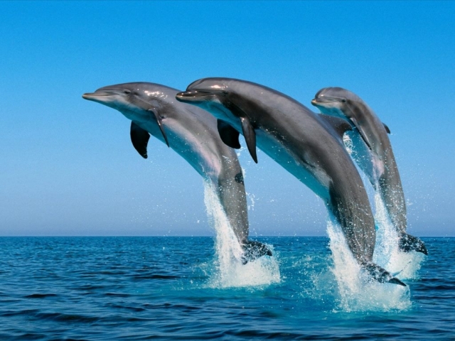 Hermosos delfines