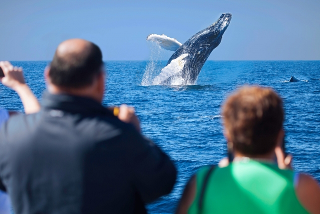 Ballena saltando