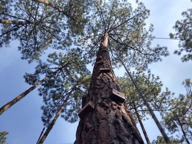 Vive esta aventura de escalar un hermoso árbol 