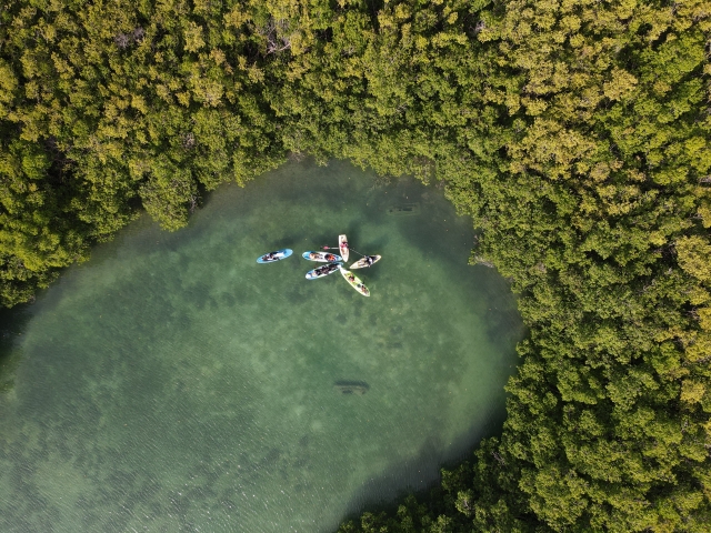 Laguna y manglaternera