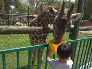 Acceso a zoológico precio niños en Irapuato 2 hrs