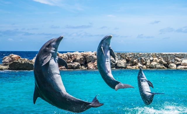 Delfines libternera