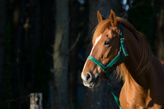 Rutas a caballo en valte