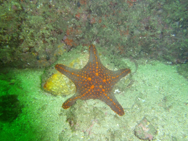 Estrella de mar