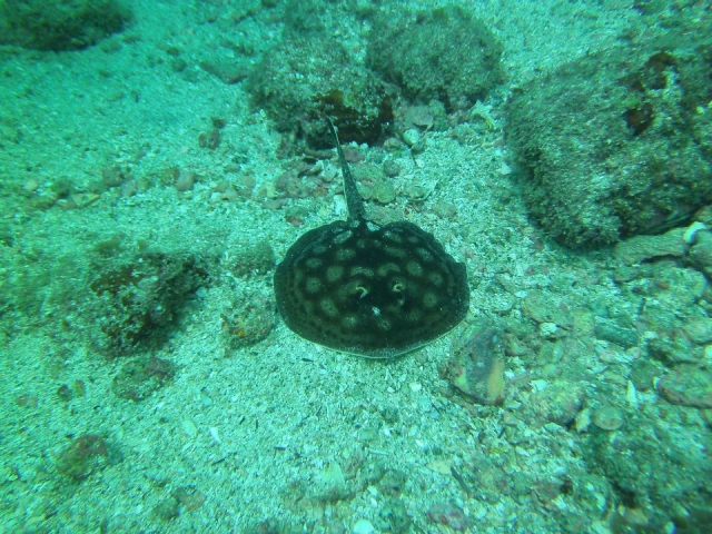 Pequena mantarraya
