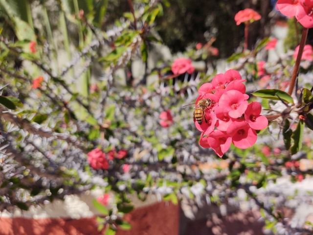 Floternera de primavera