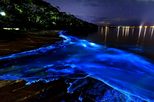 Bioluminiscencia en Oaxaca