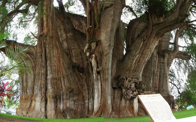 Árbol de ahuehuete Atlixco