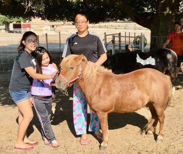 Ponis en Tecate