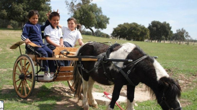 Disfruta un día cabalgando en poni