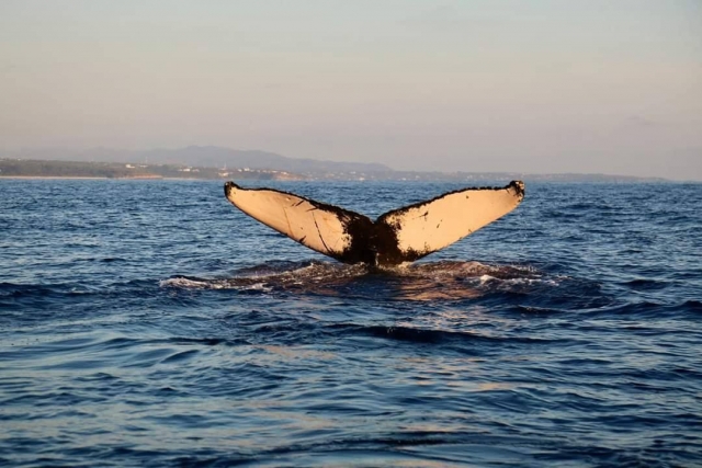 Ballena en Puerto Escondido