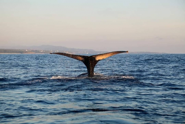Avistamiento ballenas en Oaxaca