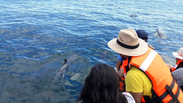 Avistamiento de delfines