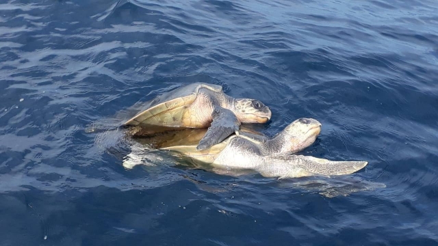 Tortugas en Puerto Angelito
