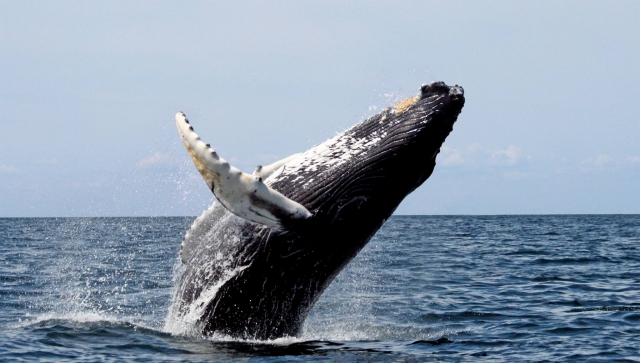 Observas de la fauna marina.