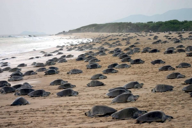 Ayuda a las tortugas marinas en tu travesía.