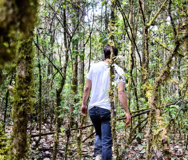 Recorre el Bosque de Valte de bravo 