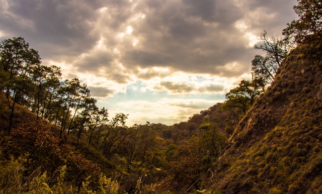 Bosque de la Primavera