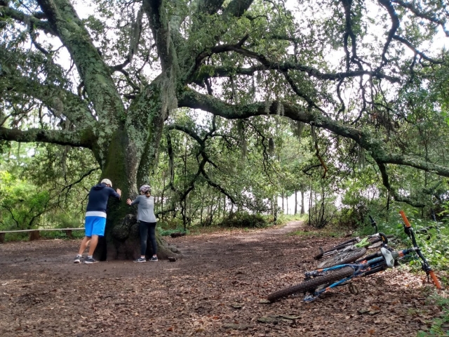 Ruta de ciclismo en árbol