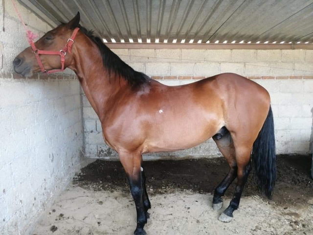 Caballo de ruta a caballo