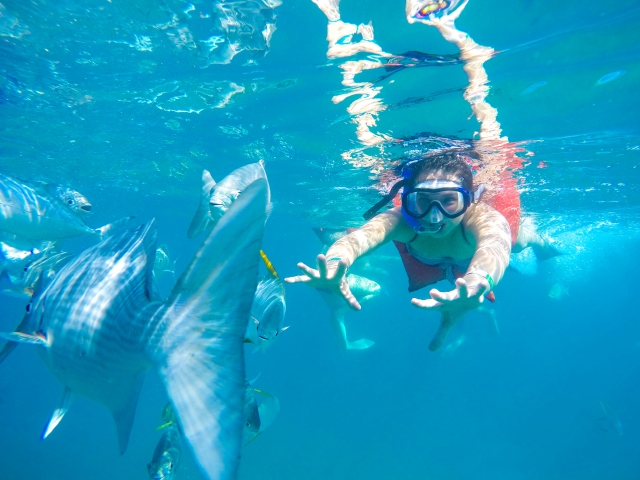 Practica snorkeling en Puerto Vallarta
