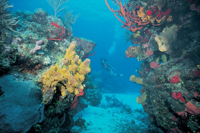 Practica buceo en Mazatlán