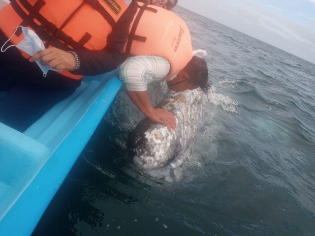 Navegan en lancha hasta las ballenas azuleres
