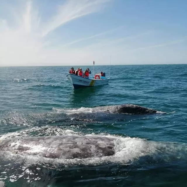 Avistamiento Ballenas Guerrero Negro 2 días niños