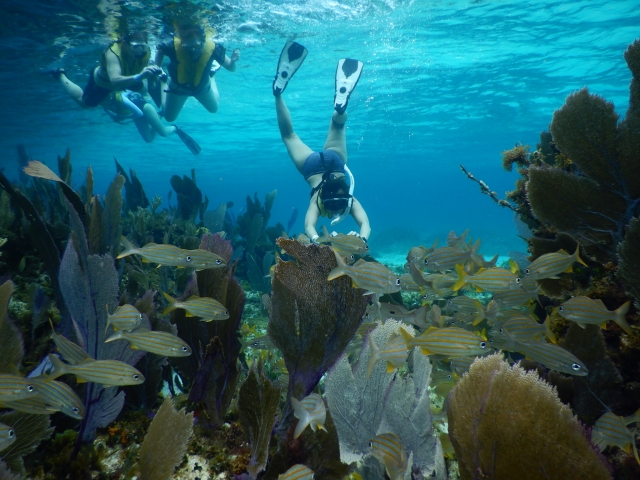 Conoce uno de los arrecifererererereres mejor cuidados de Cozumel