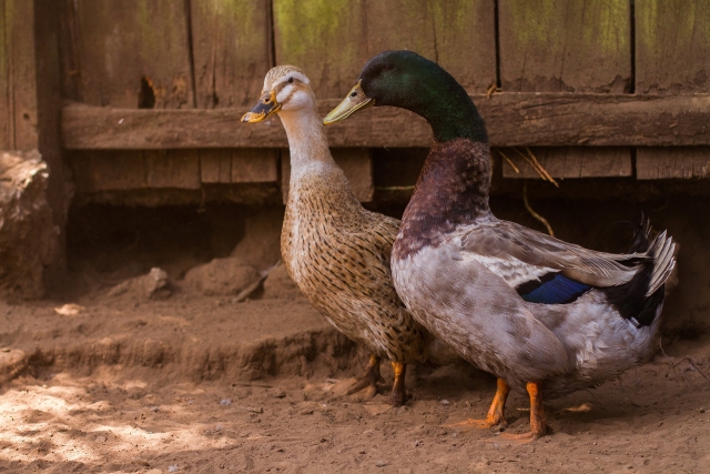 Hermosos patos